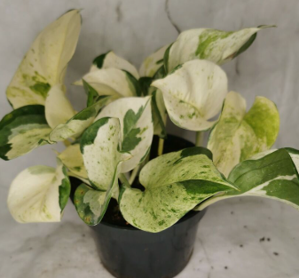 pothos leaf scar Happy Leaf Pothos – Prairie Blossom Nursery