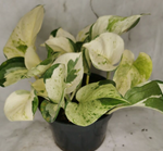 Happy Leaf Pothos