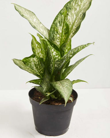 Dieffenbachia Tiki