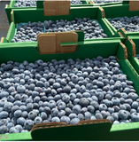 Farmers Market Fresh Blueberries (Local Pickup Only)