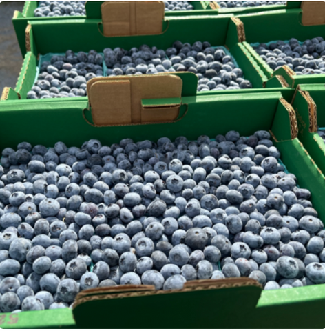 Farmers Market Fresh Blueberries (Local Pickup Only)