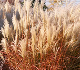 Grass Miscanthus Huron Sunrise