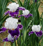 Iris Merry Amigo