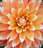 Dahlia Dahlietta® Series