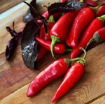 Serrano Hot Chili Pepper