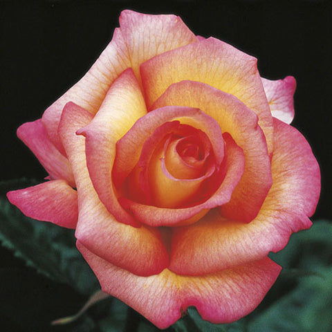 Rosa Floribunda Sheila's Perfume™ Rose