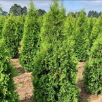 Thuja 'Skybound' Arborvitae