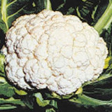 Cauliflower 'Snow Ball'