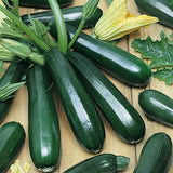 Zucchini 'Dark Green' Summer Squash