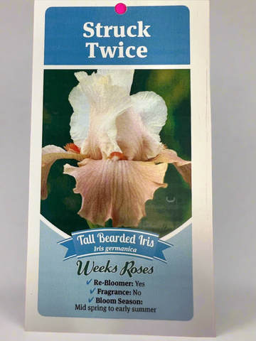Iris_Struck Twice