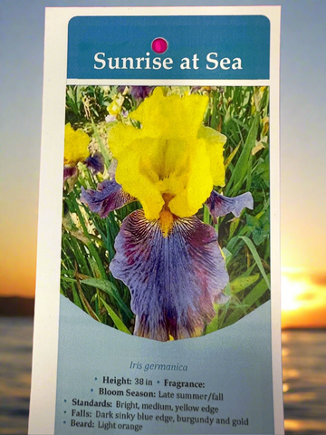 Iris_Sunrise at Sea
