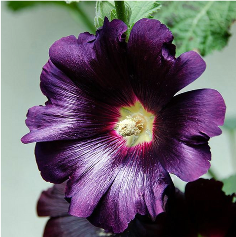 Alcea rosea Spotlight™ 'Purple Rain' (Hollyhock)