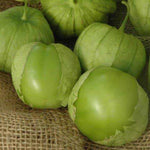 Tomatillo 'Green'