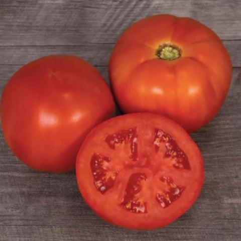 Primo Red Tomato