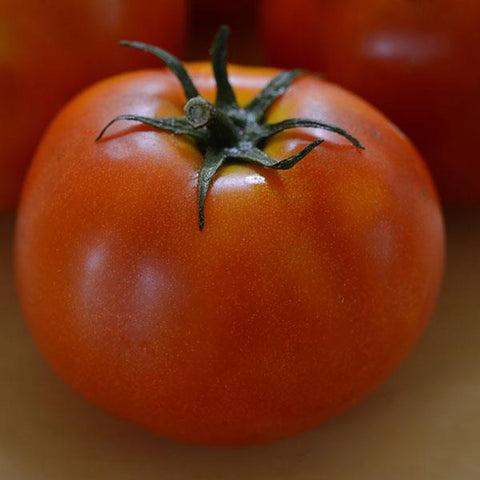 Glamour Tomato bs