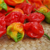 Trinidad Scorpion Hottest Pepper