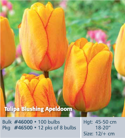 Tulip_Blushing Apelboom