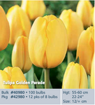 Tulip_Golden Parade