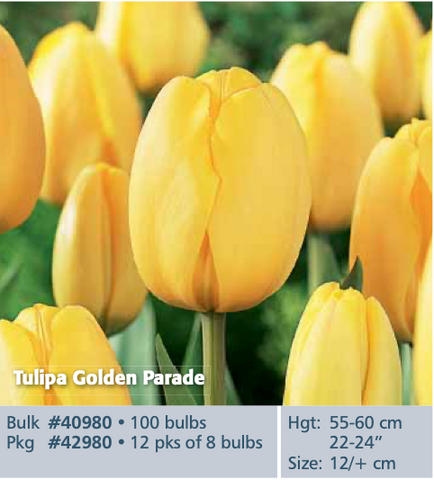 Tulip_Golden Parade