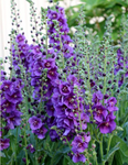 Verbascum Plum Smokey