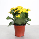 Flowering Calandiva_Assorted Colors