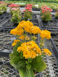 Kalanchoe_Flowering Calandiva - 5" Live Plant - Assorted