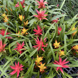 Bromeliad Guzmania - Assorted