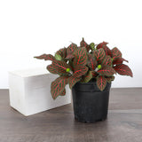 Red Fittonia Nerve Plant - Live Plant