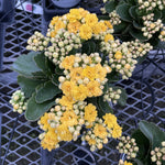Kalanchoe_Flowering Calandiva - 5" Live Plant - Assorted