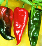 Anaheim pepper bs