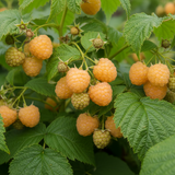 Rubus Raspberry Anne
