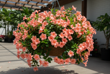 Mandevilla Hanging Basket