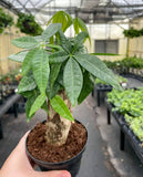 Money Tree - 4.33" Live Plant