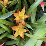 Bromeliad Guzmania - Assorted