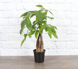 Money Tree - 4.33" Live Plant