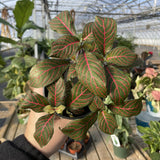 Red Fittonia Nerve Plant - Live Plant