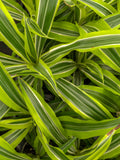 Lemon Lime Dracaena - Live Plant
