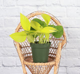 Neon Pothos Plant