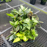 Grower's Choice_Houseplant Assortment