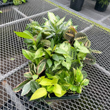 Grower's Choice_Houseplant Assortment