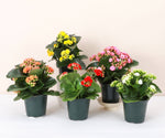Kalanchoe_Flowering Calandiva - 5" Live Plant - Assorted