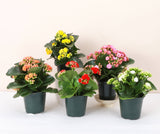 Kalanchoe_Flowering Calandiva - 5" Live Plant - Assorted
