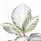 Snow White Zebra Plant