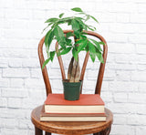 Money Tree - 4.33" Live Plant