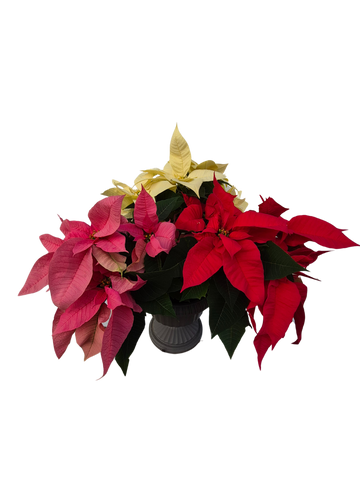 10 inch trio Colored Poinsettia