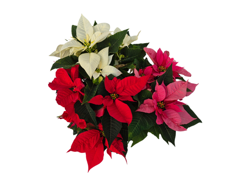 8 inch Seasonal Trio Color Poinsettia