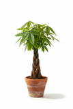 Money Tree - 4.33" Live Plant