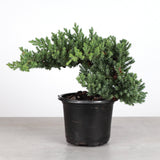 Juniper Plant _ 4.3" pot