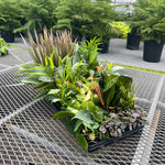 Grower's Choice_Houseplant Assortment