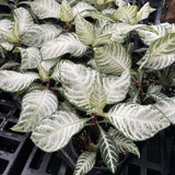 Snow White Zebra Plant